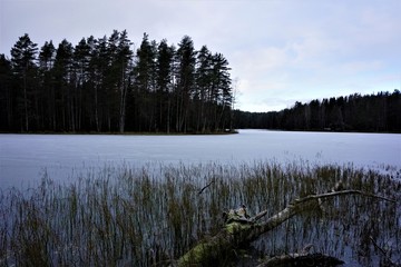 Fallen tree and reed on frozen lake Haukkalampi