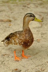 duck