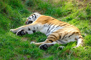tiger sleeping in green grass
