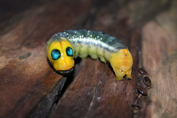 Interesting caterpillar