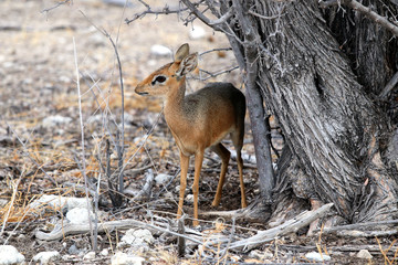 Kirk-Dikdik - Namibia