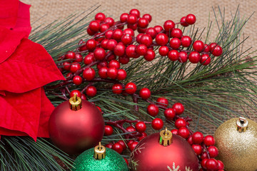 Winter holiday decoration: Blooming Holiday Red Poinsettia, Pine, Berry bush and Christmas tree balls on burlap background