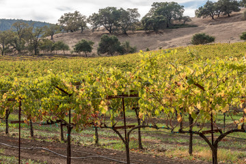 Fototapeta na wymiar Vineyards of Napa Sonoma California in the Fall Autumn