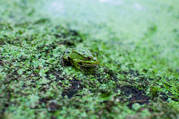 Frog on the moss