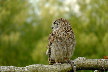 Spotted eagle-owl (Bubo africanus) is a medium-sized species of owl, one of the smallest of the eagle owls