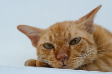 a young yellow cat is laying down and looking at the camera