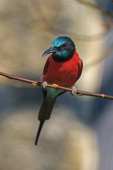 Bienenfresser ein prachtvoller Vogel