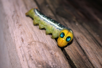 Interesting caterpillar