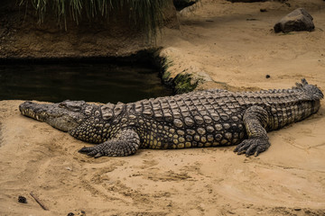 Crocodile