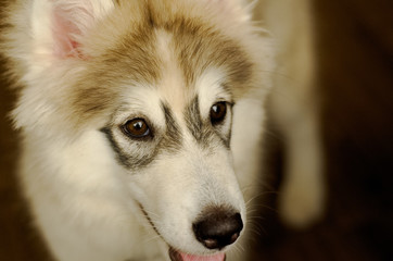 a young black and white Siberian Husky dog that has black eyelid edge is sitting on the floor