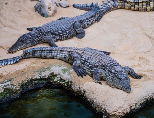 Crocodile