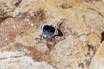 Blue Pansy butterfly (Junonia orithya)