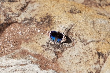 Blue Pansy butterfly (Junonia orithya)