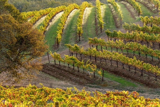 Vineyards of Napa Sonoma California in the Fall Autumn