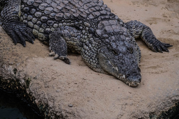 Crocodile