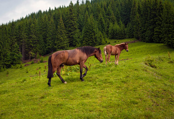 Obraz na płótnie Canvas Grazing horse at high-land pasture at Carpathian Mountains after rain. Picture of beautiful green pasture on a background of mountains.