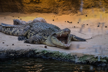 Crocodile with open mouth