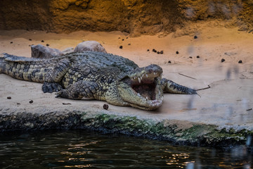 Crocodile with open mouth