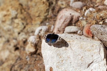 Blue Pansy butterfly (Junonia orithya)