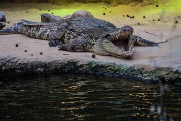 Crocodile with open mouth