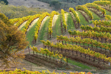 Vineyards of Napa Sonoma California in the Fall Autumn