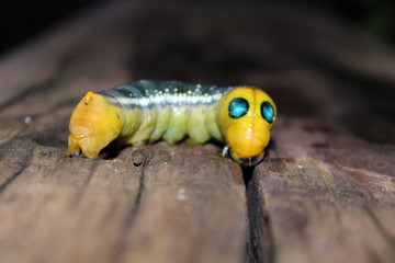 Interesting caterpillar