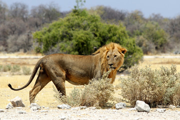Lion on the stalk - Namibia