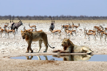 Lions at the waterhole - Namibia