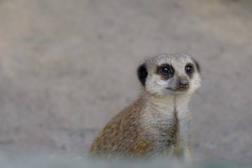 Fototapeta premium meerkat on guard