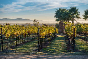 Vineyards of Napa Sonoma California in the Fall Autumn