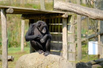 monkey in wild nature, chimpanzee