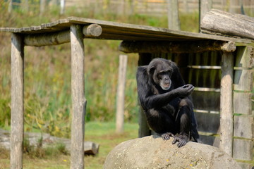 monkey in wild nature, chimpanzee
