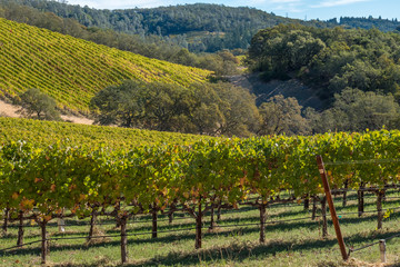 Vineyards of Napa Sonoma California in the Fall Autumn