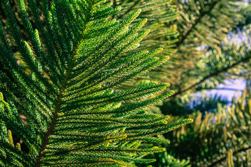 Close up of Araucaria heterophylla (Norfolk Island pine) branches, California