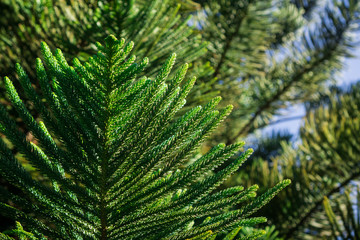 Close up of Araucaria heterophylla (Norfolk Island pine) branches, California
