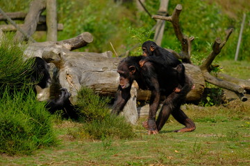 monkey with baby in wild nature, chimpanzee