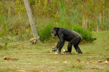 monkey in wild nature, chimpanzee