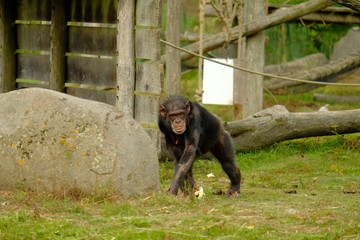 monkey in wild nature, chimpanzee