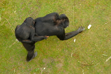 Obraz premium monkey and baby in wild nature, chimpanzee
