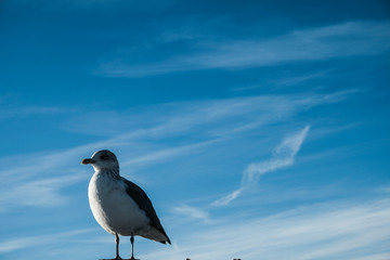 Seagull on sky background