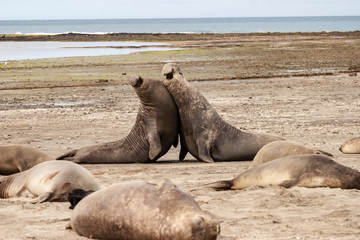 Sea lion males in a territorial fight