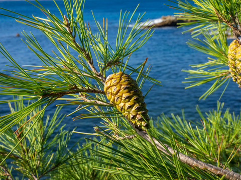 Cône du pin parasol (Pinus pinea)