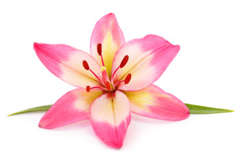 Fototapeta na wymiar Pink lily flower.