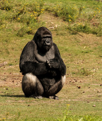 Gorilla, green nature, big monkey