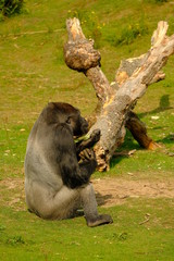 Gorilla, green nature, big monkey