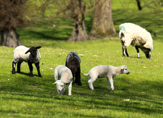 Spring lambs grazing in a field