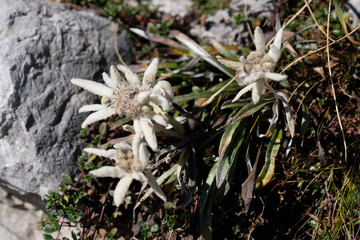 White Edelweiss flower in Slovenian alps