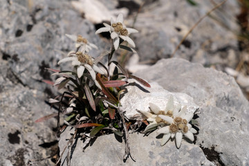 White Edelweiss flower in Slovenian alps