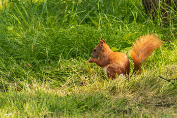 Red-haired squirrel and her nut.