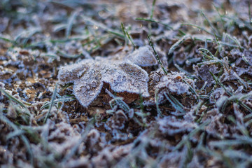 Waldboden Winter